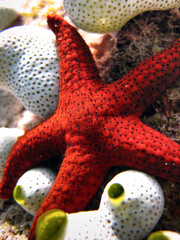 Formia Milleporella - Black Spotted Starfish - Red Starfish with some Ascidians