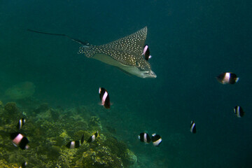 The spotted Eagle Ray - Aetobatus Narinari