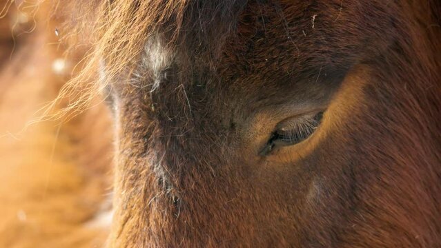Close Up Image Of A Sleepy Shetland Pony At Children's Zoo In Seoul Grand Park, South Korea.