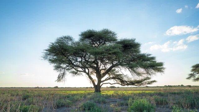 Silhouette Of Acacia Tree From Sunset To Night In Central Kalahari Game Reserve. - timelapse