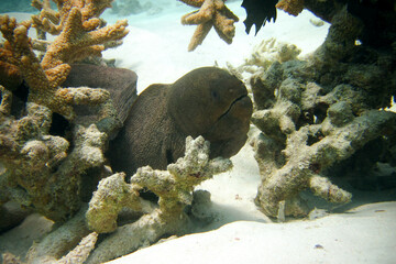 Moray eel - Muraenidae - Giant Moray