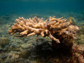 Acropora Coral Formation in Maldives