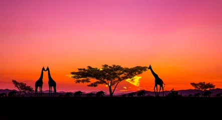 Schilderijen op glas Amazing sunset and sunrise. safari, save world. © Mohwet
