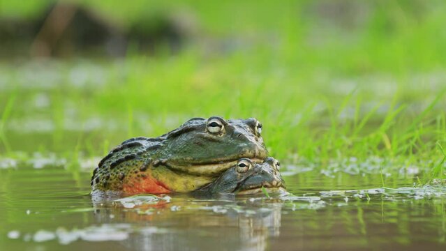 Colorful Huge Bullfrogs Mating In Rainy Season In a Pond In The Kalahari Game Reserve, Botswana. Close up 