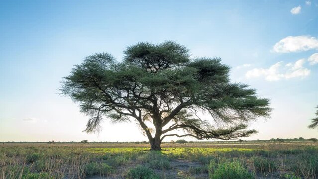 Sunset Behind The Acacia Tree In Central Kalahari Game Reserve In Botswana. - hyperlapse