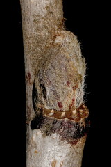 Rowan (Sorbus aucuparia). Lateral Bud Closeup