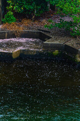 Fototapeta premium 春、桜