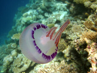 Obraz na płótnie Canvas Thysanostoma Flagellata - Jellyfish