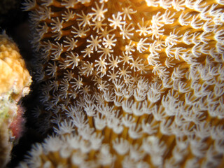 Sarcophyton sp. - Soft Coral - Leather coral - close up © Fotopogledi