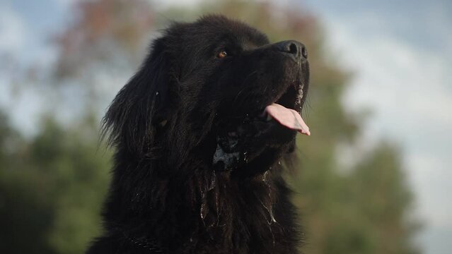 Black Neufoundland Gaint dog with tongue out, Slow motion Tracking in