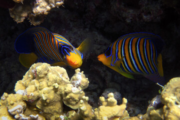 Regal Angelfish - Pygoplites diacanthus two animals on a reef in Maldives.
