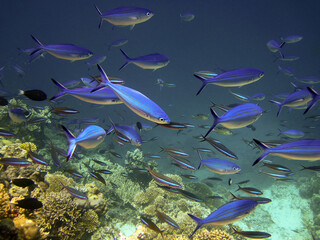 Fototapeta na wymiar Lunar Fusilier - Caesio Lunaris Shool of fish on Coral reef of Maldives.