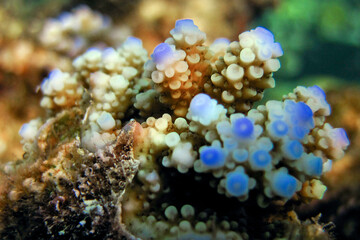 Coral growing up macro detail - Small Acropora Nasuta corals.