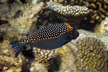 Spotted Boxfish - Ostracion Meleagris (Male animal)