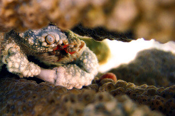 Cymo Quadrilobatus - Coral reef small crab - Xanthidae