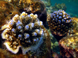 Fototapeta premium Coral growing up macro detail - Small Acropora Nasuta corals.