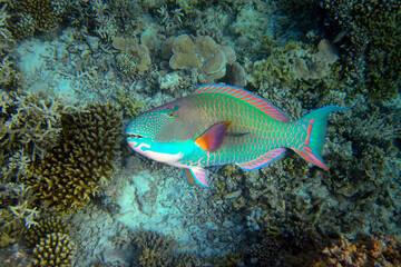 Naklejka na ściany i meble Bicolour Parrotfish - Cetoscarus Bicolor