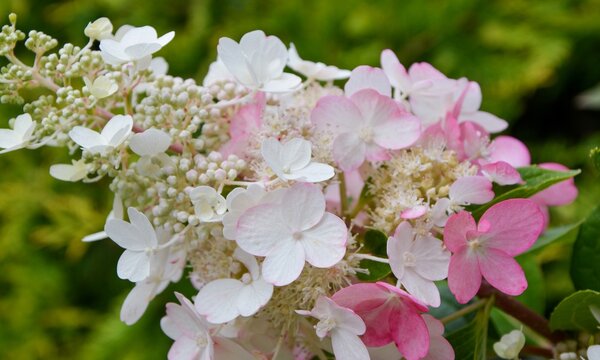 Lush inflorescence of Hydrangea paniculata variety Pinky Winky with white and pink flowers in the garden close-up.