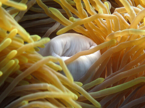 Magnificent sea anemone - Heteractis magnifica - Ritteri anemone close up