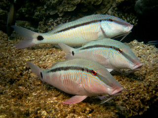 Long-Barbel Goatfish - Parupeneus Macronema
