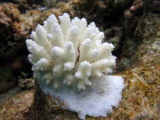 Dead Coral - Empty shell of corals