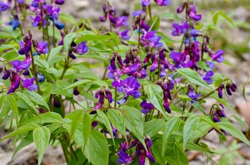 Lathyrus vernus - a herbal wildflower   blooming in the forest  close-up.