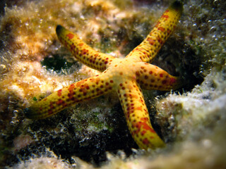 Linckia Laevigata - Starfish Sea Star - Maldives