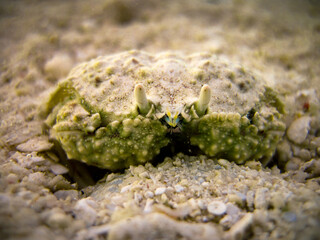 Xanthidae Coral reef crab in Maldives