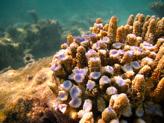 Finger Coral - Acropora sp. Broken by fins of tourists in phase of regrowth