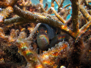 Saltwater fish hiding deep in coral formations and looking at camera on coral reef in Maldives