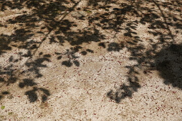 나뭇잎 그림자