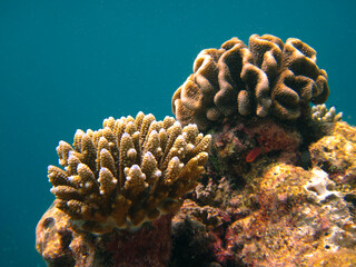 Naklejka na ściany i meble Finger coral - Acropora sp. growing in front of another young coral formation