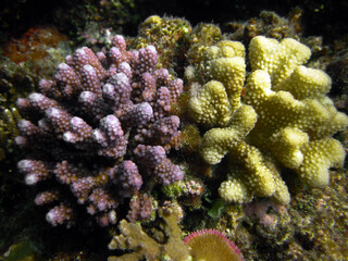 Naklejka na ściany i meble Two different types of coral colonies formation together on coral reef of Maldives, yellow one is Pocillopora Meandrina and the other pink could be a Acropora Samoensis