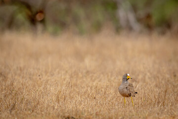 Wattled lapwing standing in the grass.