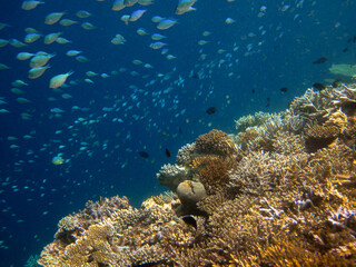 Fototapeta na wymiar Coral reef of Maldives edge on the open sea.