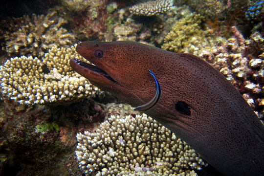 Giant Moray Eel - Gymnothorax Nudivomer with its cleaner fish