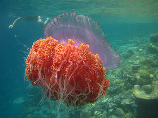 Crown Jellyfish - Cephea -  True Jellyfish