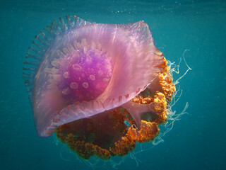 Fototapeta premium Crown Jellyfish - Cephea - True Jellyfish