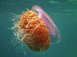Crown Jellyfish - Cephea -  True Jellyfish