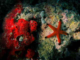Indian Sea Star - Red Starfish - Formia Indica close to a red sea sponge