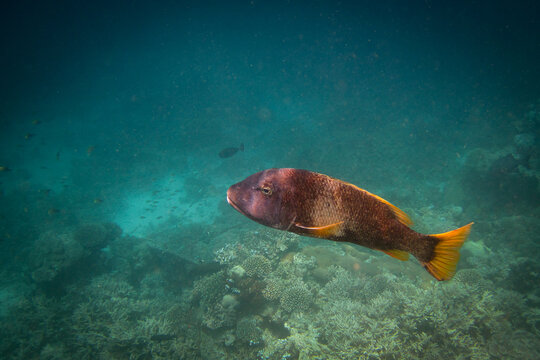 Lethrinus Erythracanthus - Orange-spotted Emperor - Orangefin Emperor - Yellow-spotted Emperor