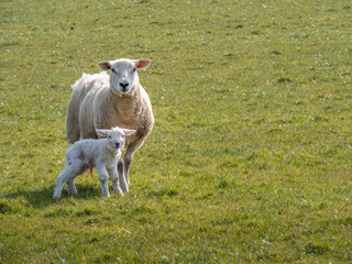 An Easycare breed ewe and her newborn lamb. With copyspace.