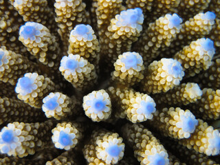 Fototapeta premium Acropora Nasuta Macro - Finger coral close up texture
