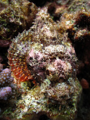 Scorpionfish