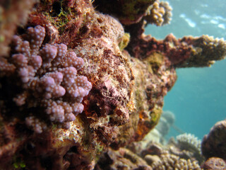 Scorpaenopsis oxycephala