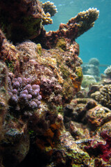 Naklejka na ściany i meble Scorpionfish in Full Camouflage on Coral Reef - Scorpaenopsis Oxycephala