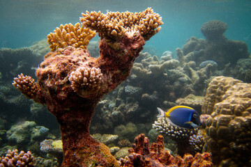 Naklejka na ściany i meble Coral reef environment