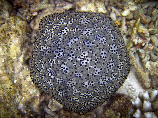 Culcita schmedeliana - Spiny cushion star - starfish - Maldives