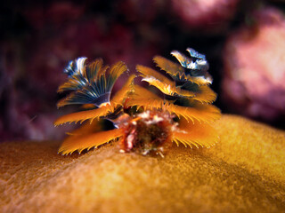 Spirobranchus giganteus - Cristmas tree sea worm - Spiral Gilled Tubeworm