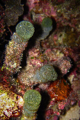 Tydemania expeditionis - Green Algae - Green sea beads on coral reef of Maldives.